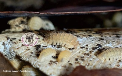 Cristarmadillidium Muricatum ISOPOD/ 1 EKOR